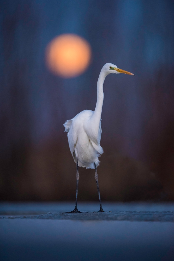 Blue Night Moon Serenade