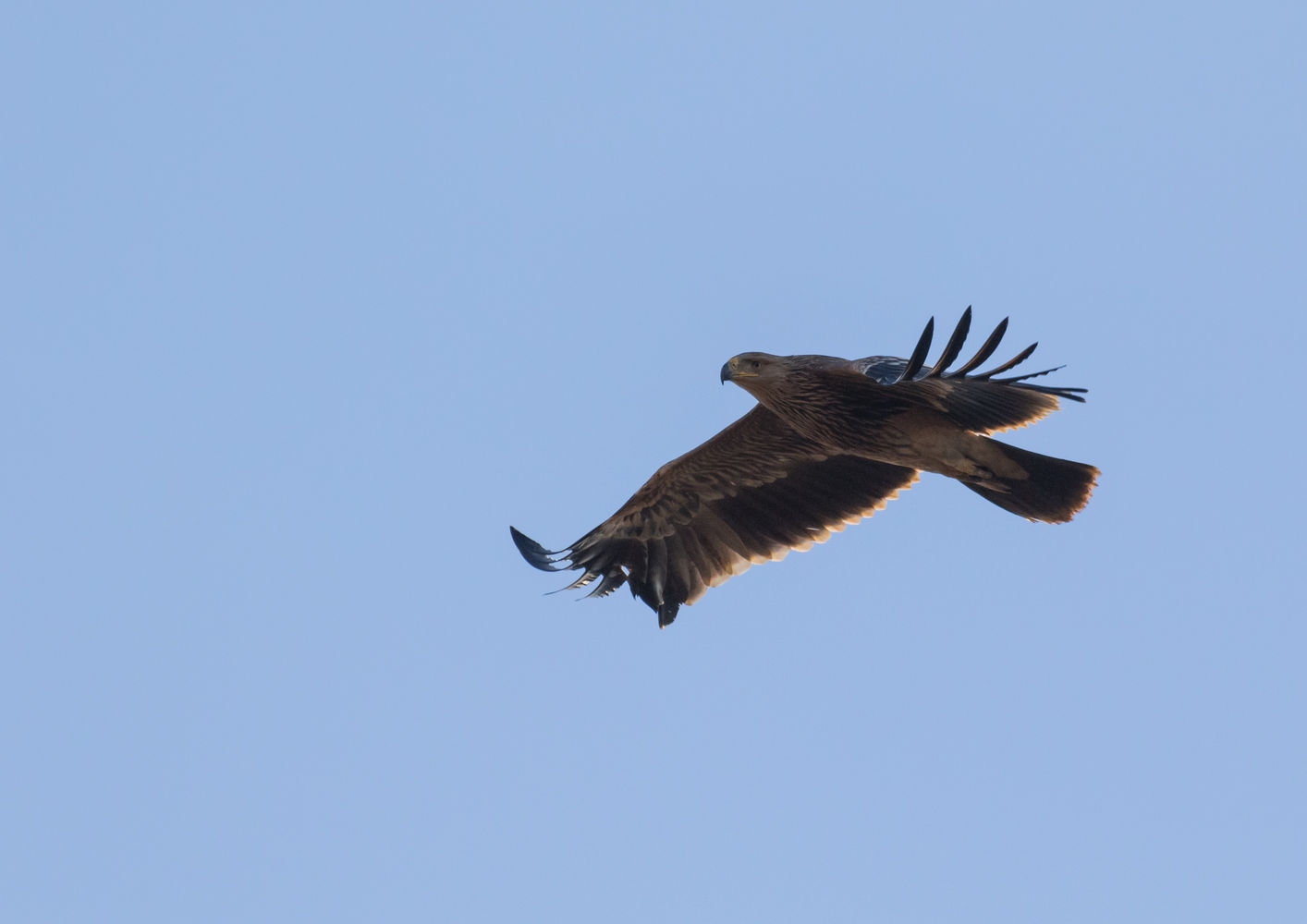 Kaiseradler (Aquila heliaca) im Jugendkleid