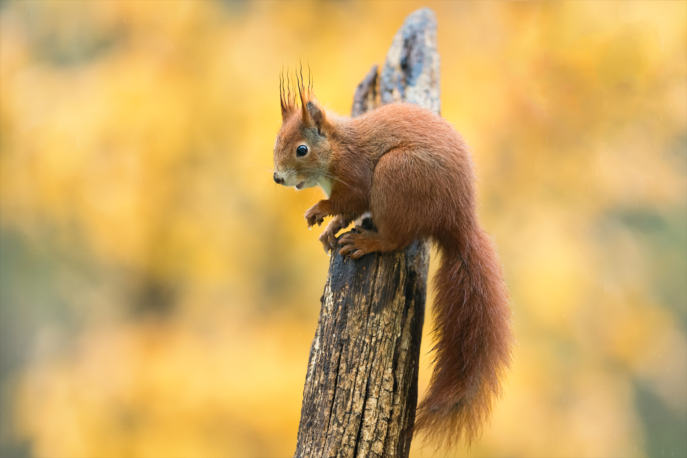 Eichhörnchen im Regen