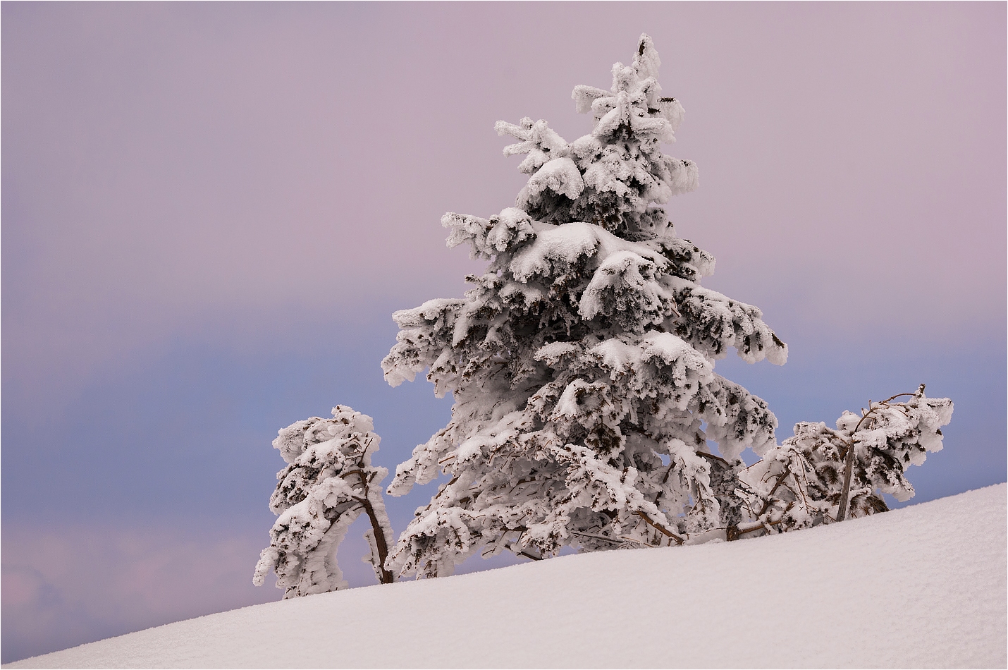 °°° Winterbaum °°°