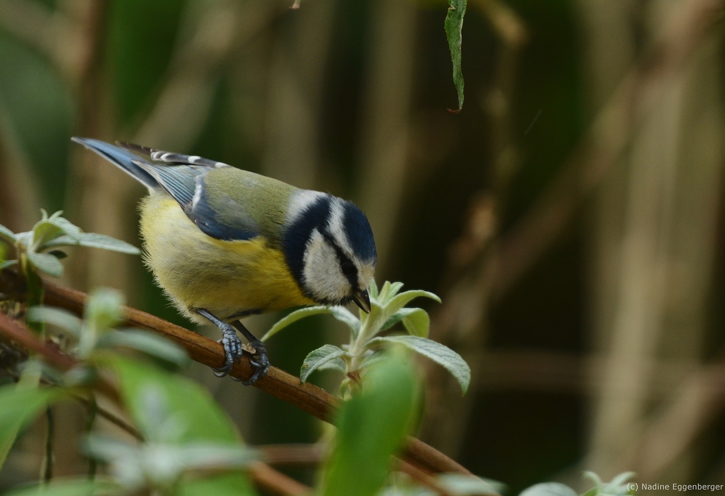 Blaumeise beim Körner öffnen