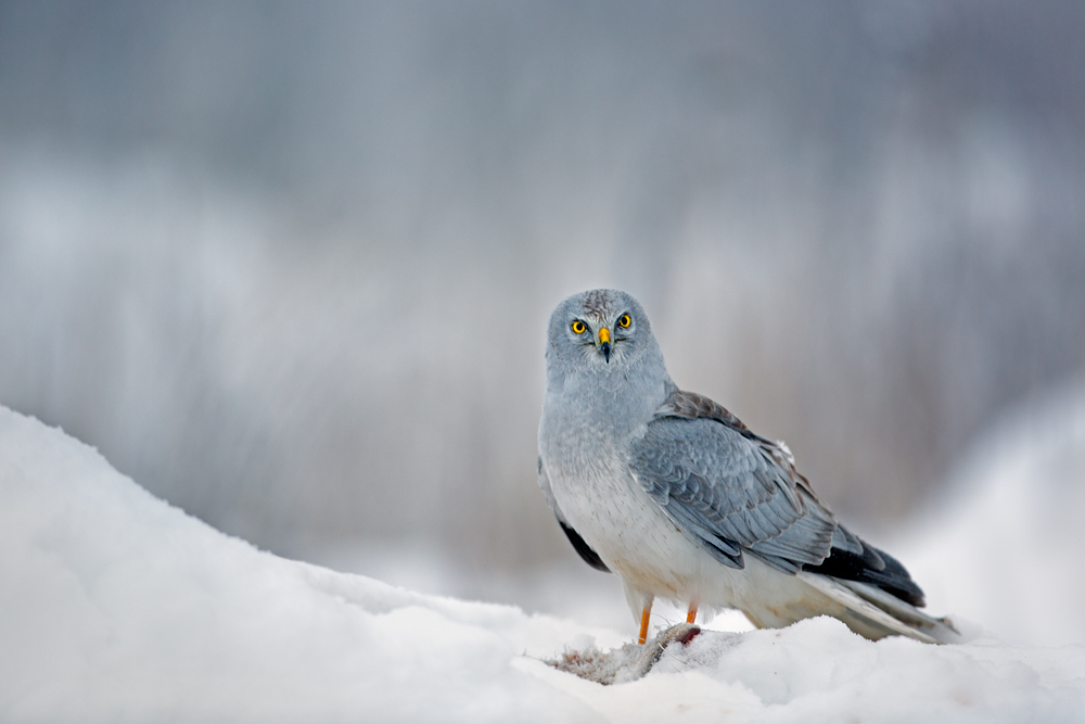Wintergast