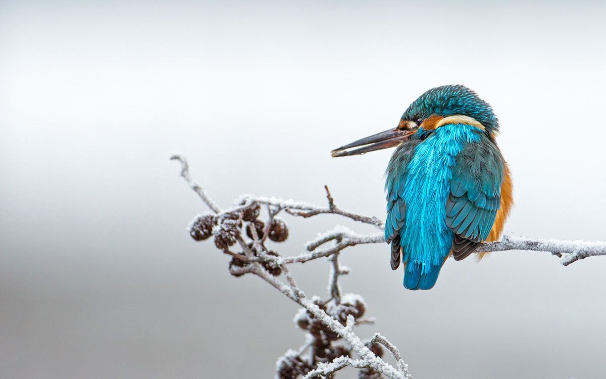 Wintereisvogel