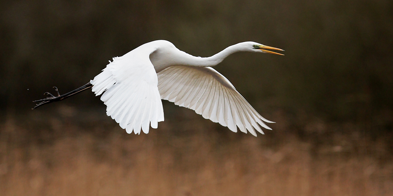 Silberreiher im Flug