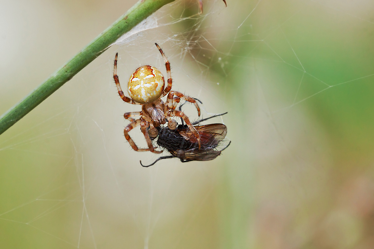 Marmorierte Kreuzspinne