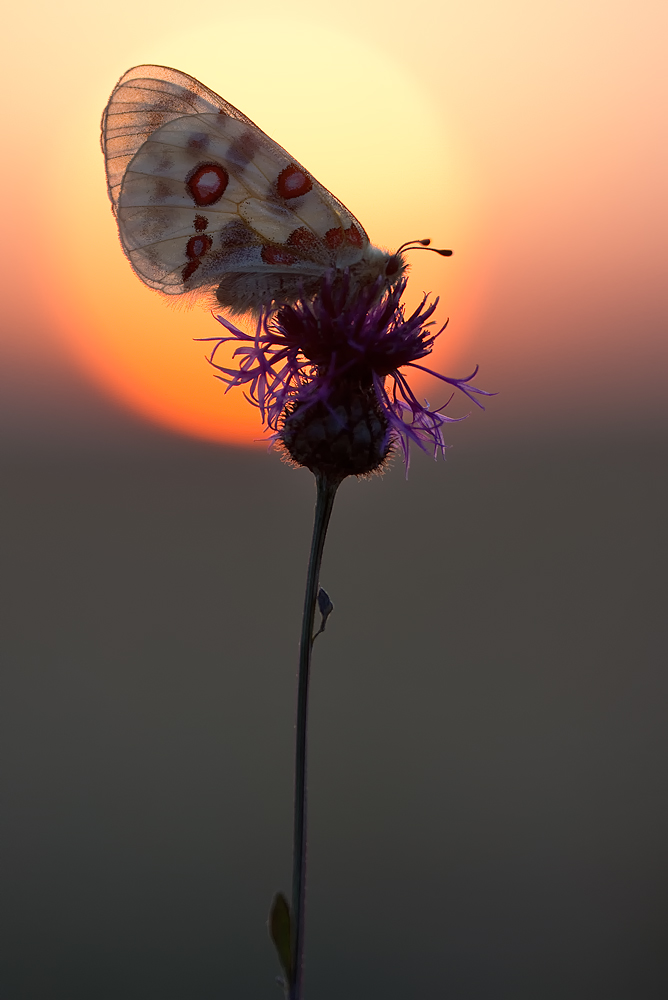 Parnassius