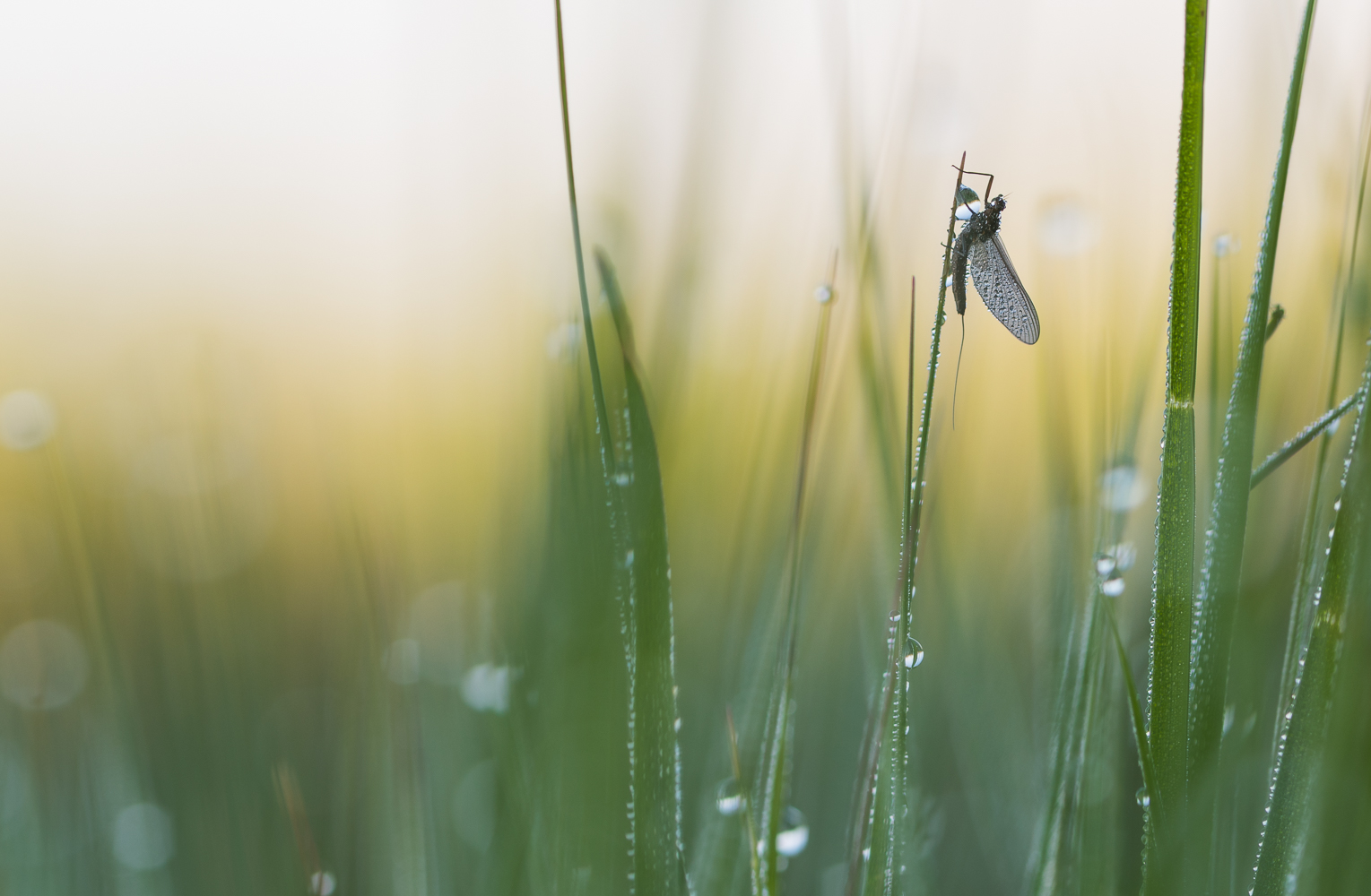 __eintagsfliege__