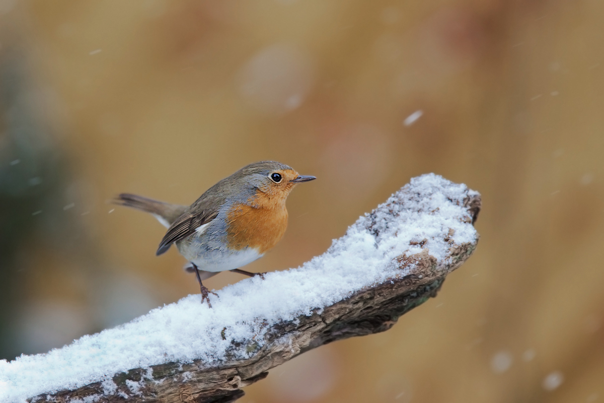 Es ist Winterzeit