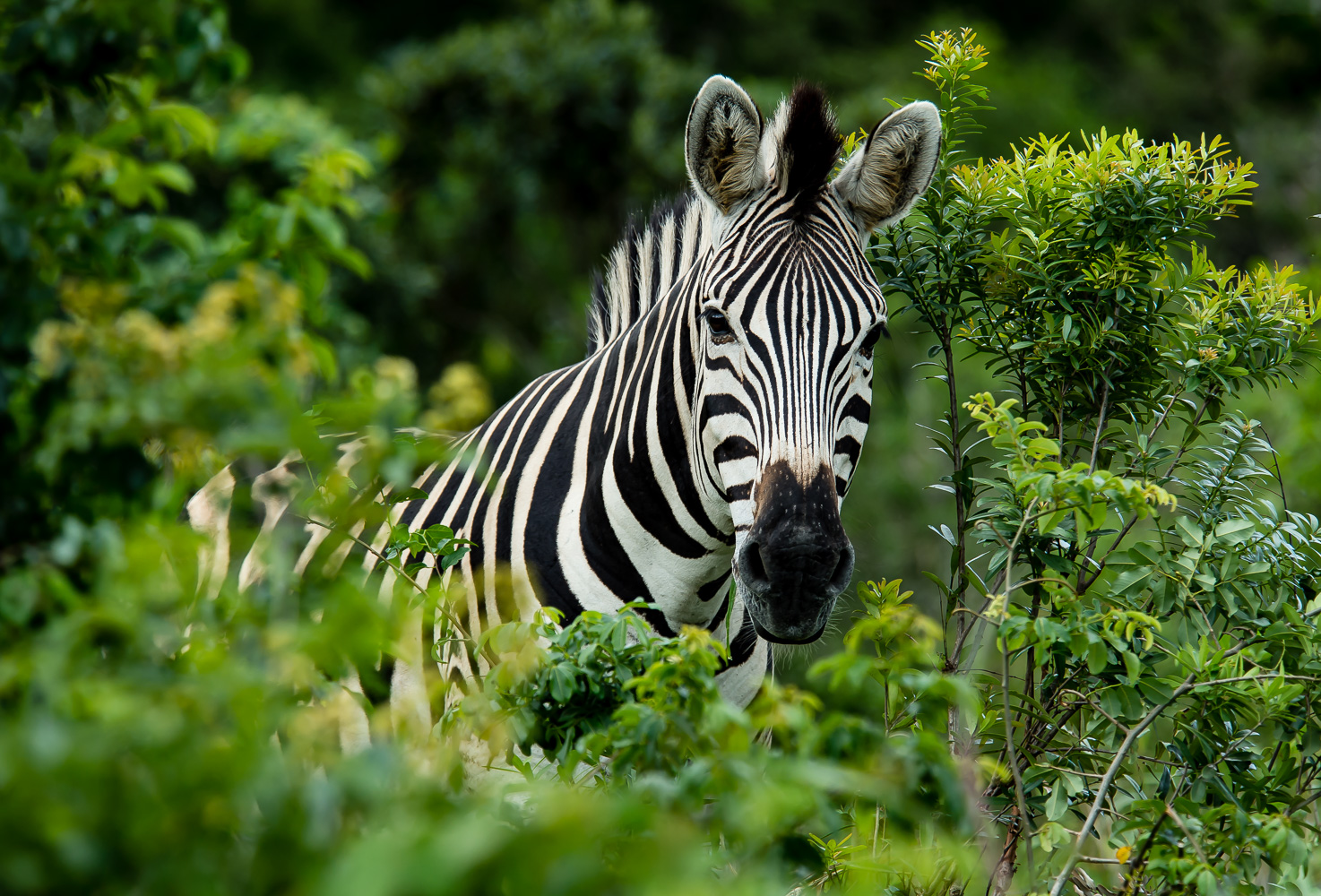 Bergzebra / Equus zebra