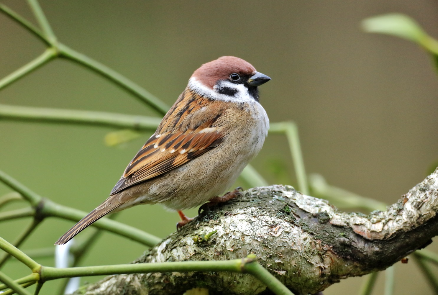 Noch einen  ehemals "gemeinen" Vogel...