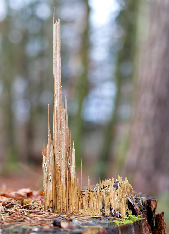 Wald-Kathedrale