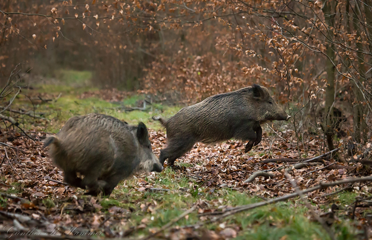 Schweinchen Hüpf