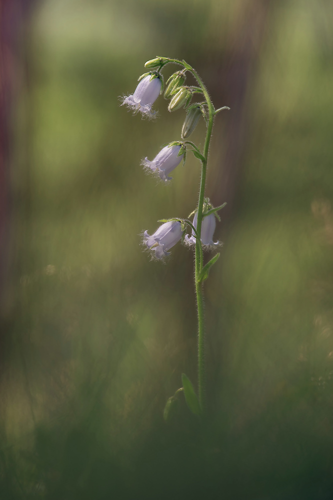 bärtige Glockenblume