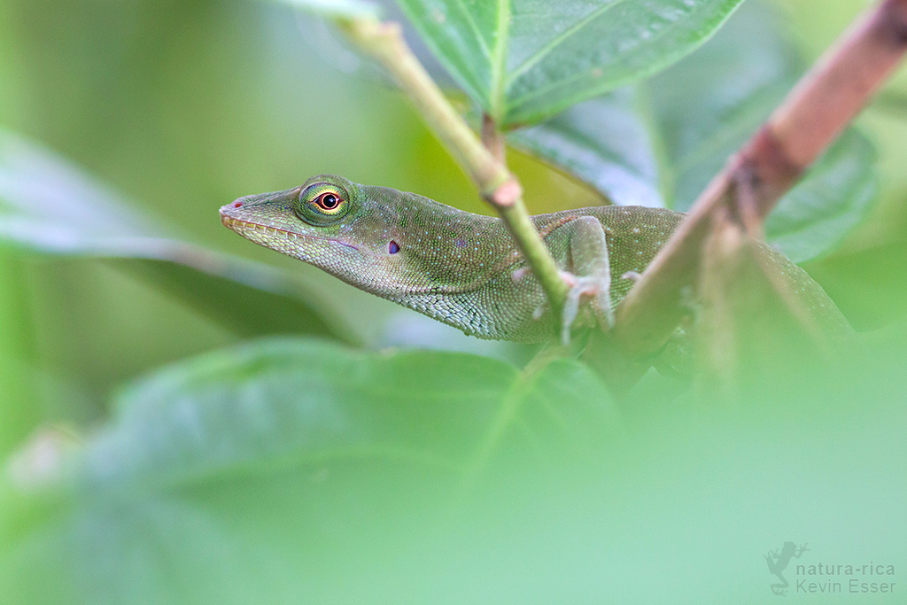 Anolis biporcatus