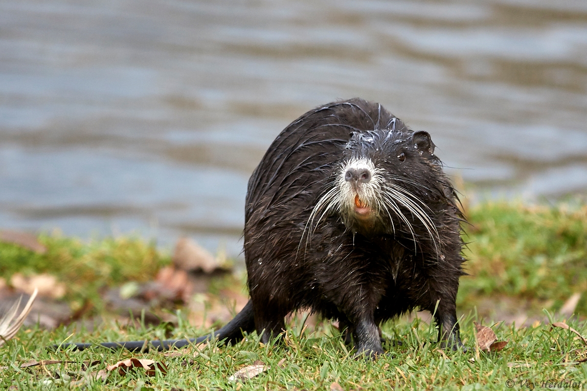 Meine erste Nutria...