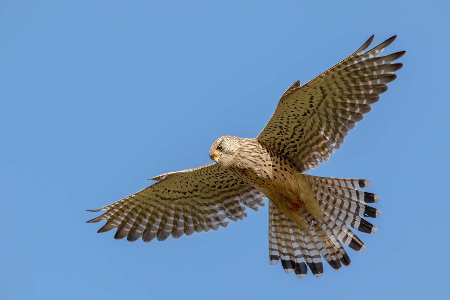 Kestrel in flight