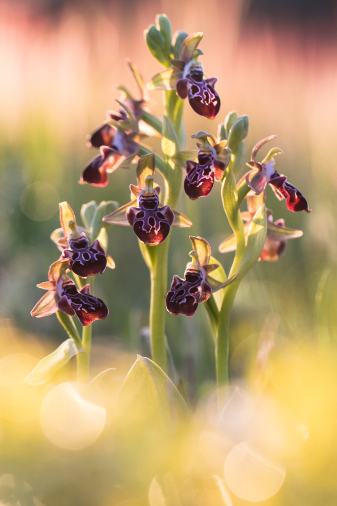 Kotschys Ragwurz Ophrys kotschyi