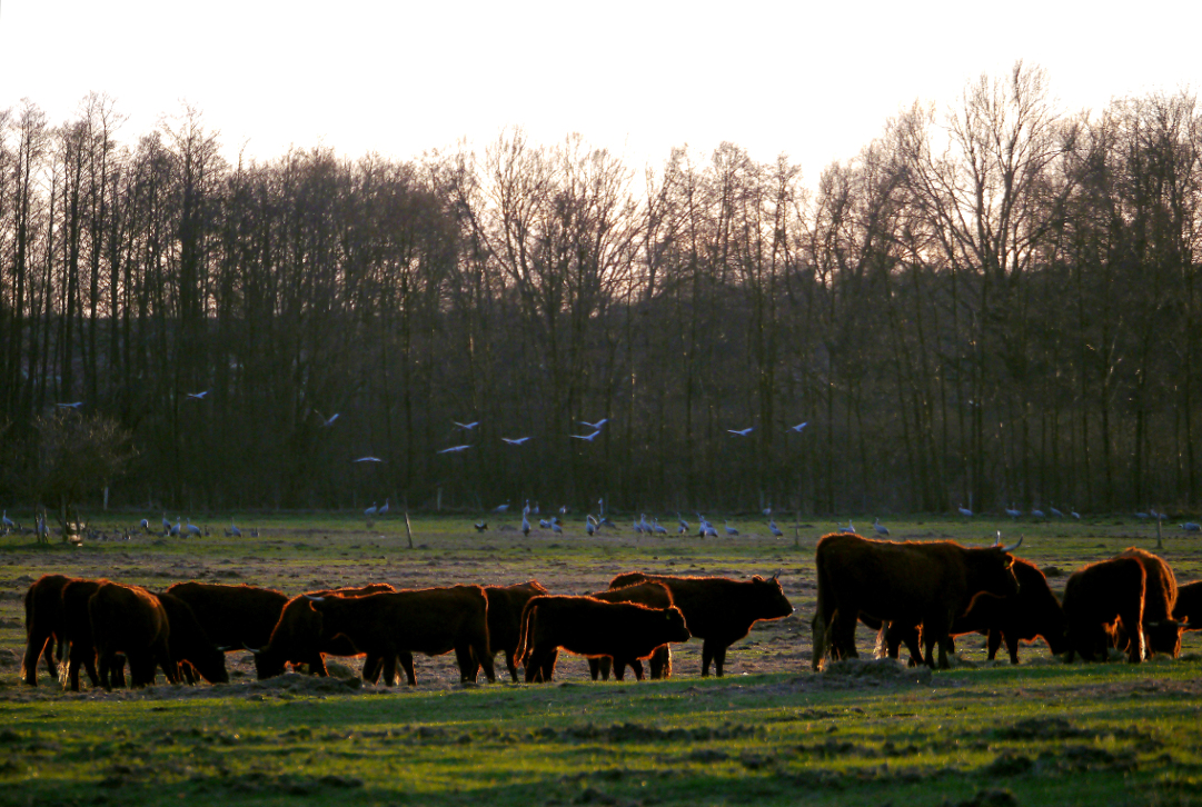 Auf der Weide - die letzten  Sonnenstrahlen