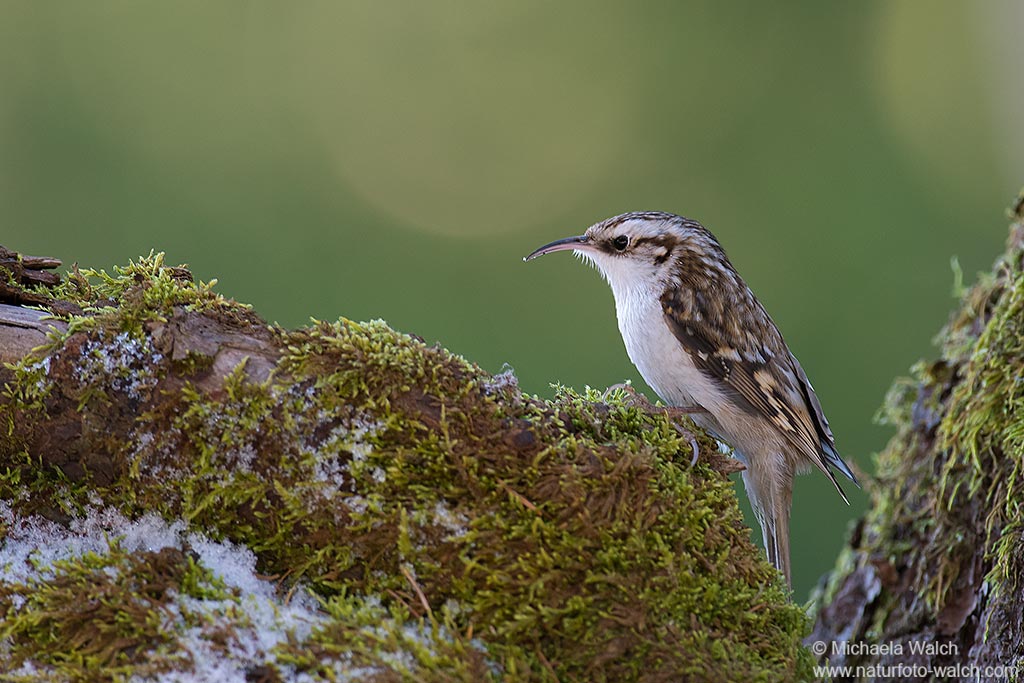 Waldbaumläufer (Certhia familiaris)