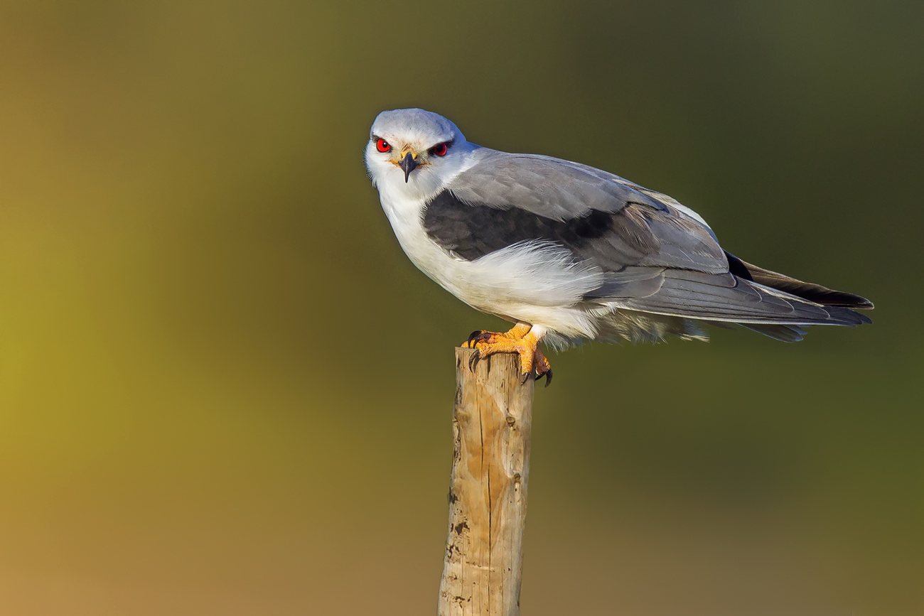 "Black-winged Kite"...