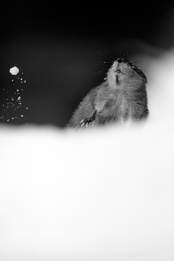 Schneeballschlacht