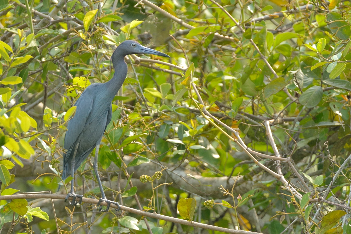 Blaureiher