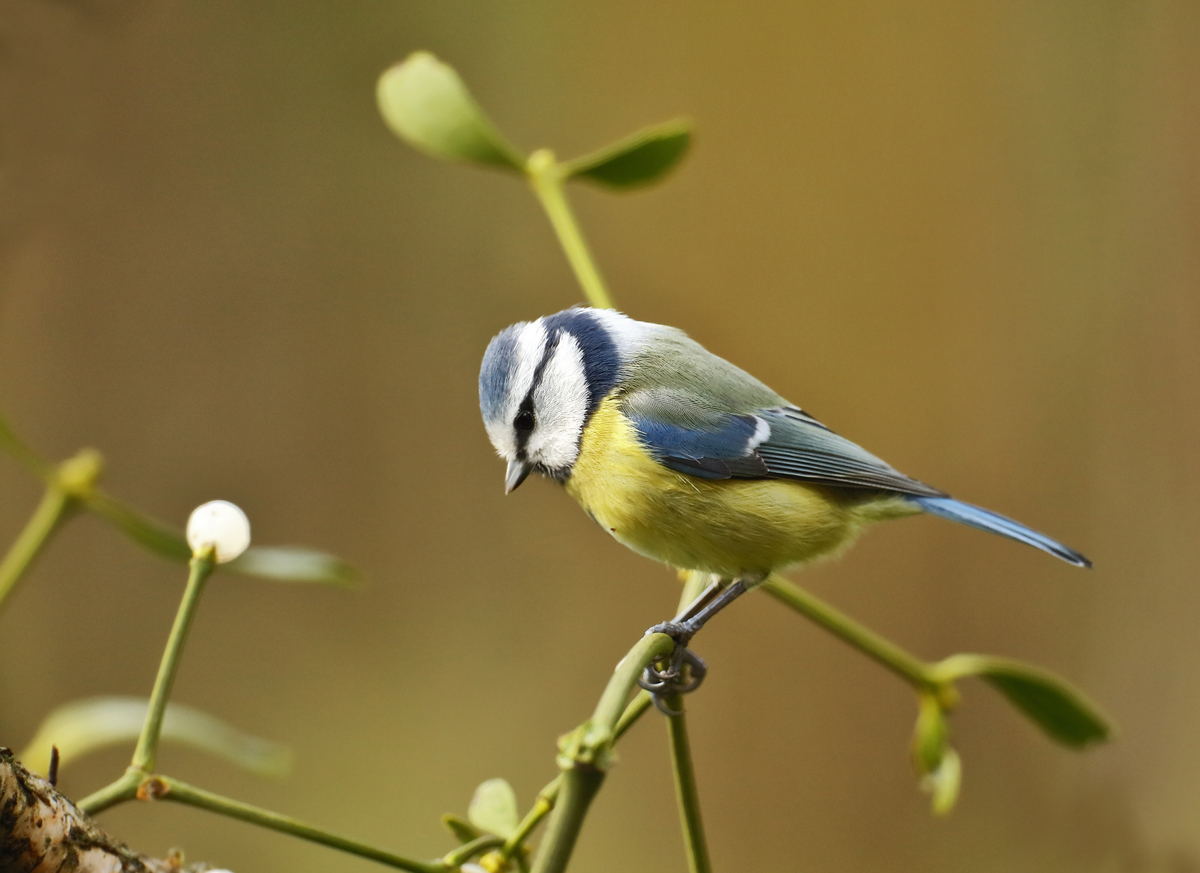 Blaumeise auf der Mistel...