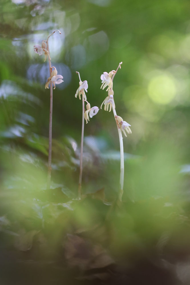 Blattloser Widerbart (Epipogium aphyllum)