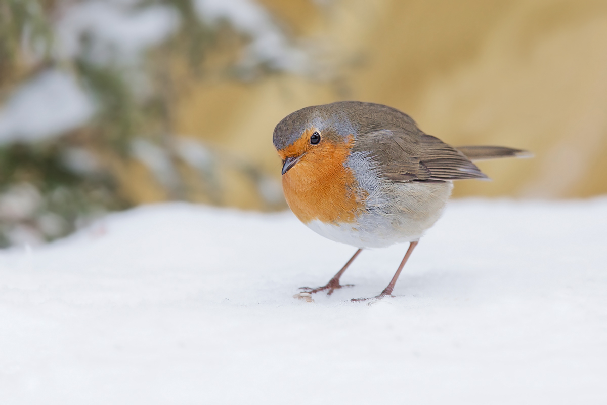 Rotkehlchen im Schnee