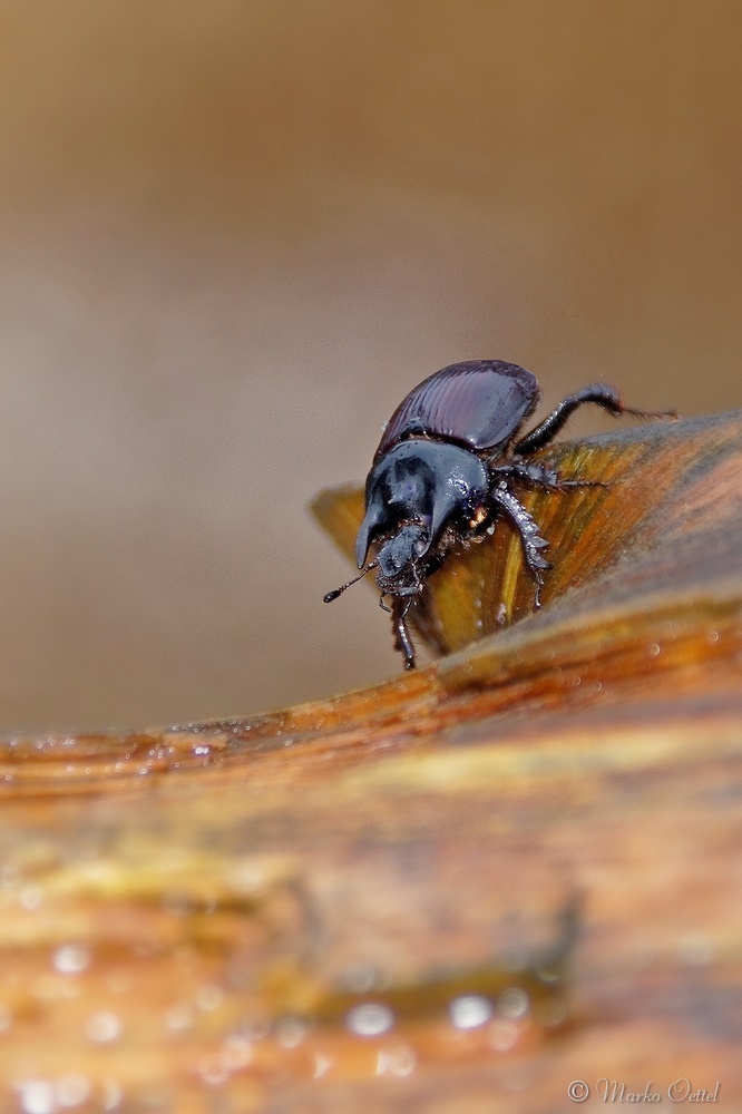 Stierkäfer (Typhaeus typhoeus)