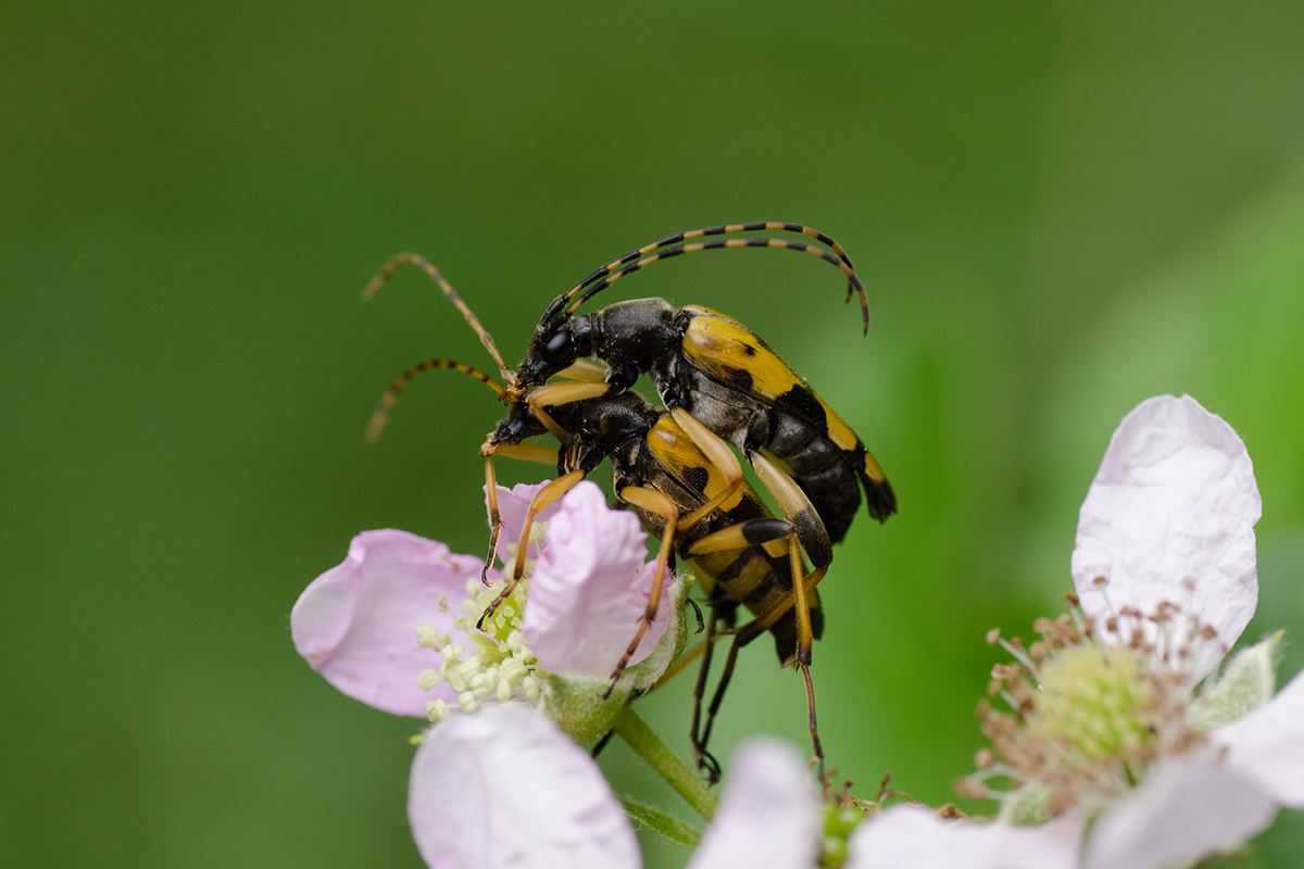 Gefleckter Schmalbock  1