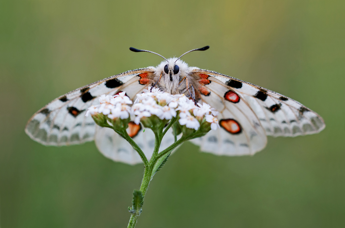 Der Überflieger