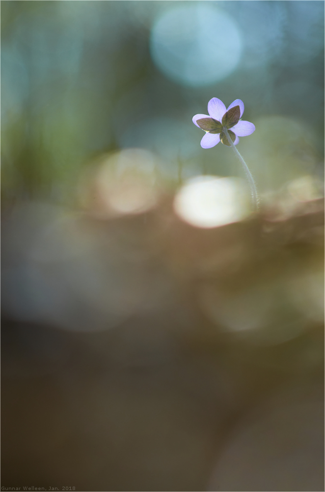 Lichtgestalt