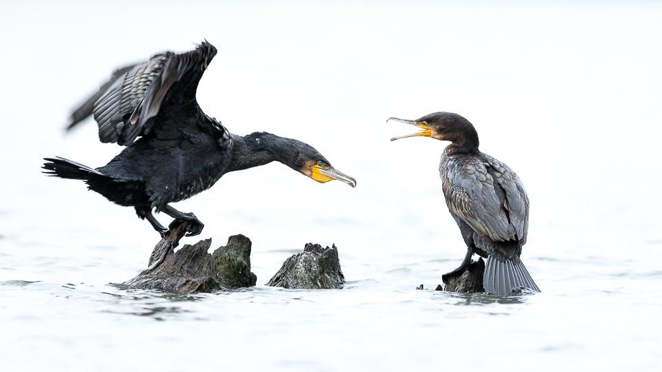 Kormoran