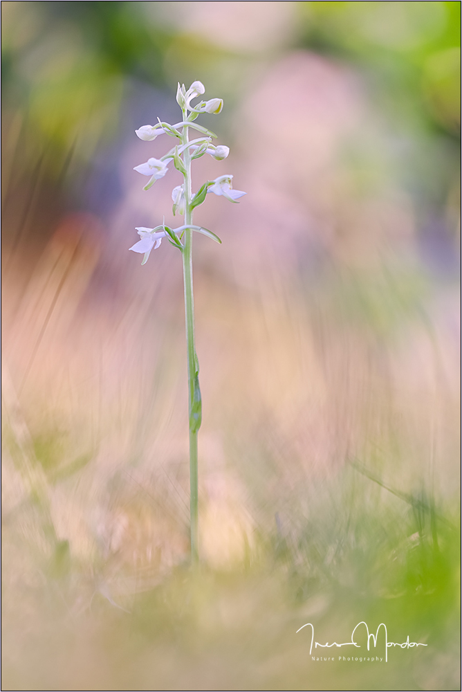 Erinnerung an den Sommer