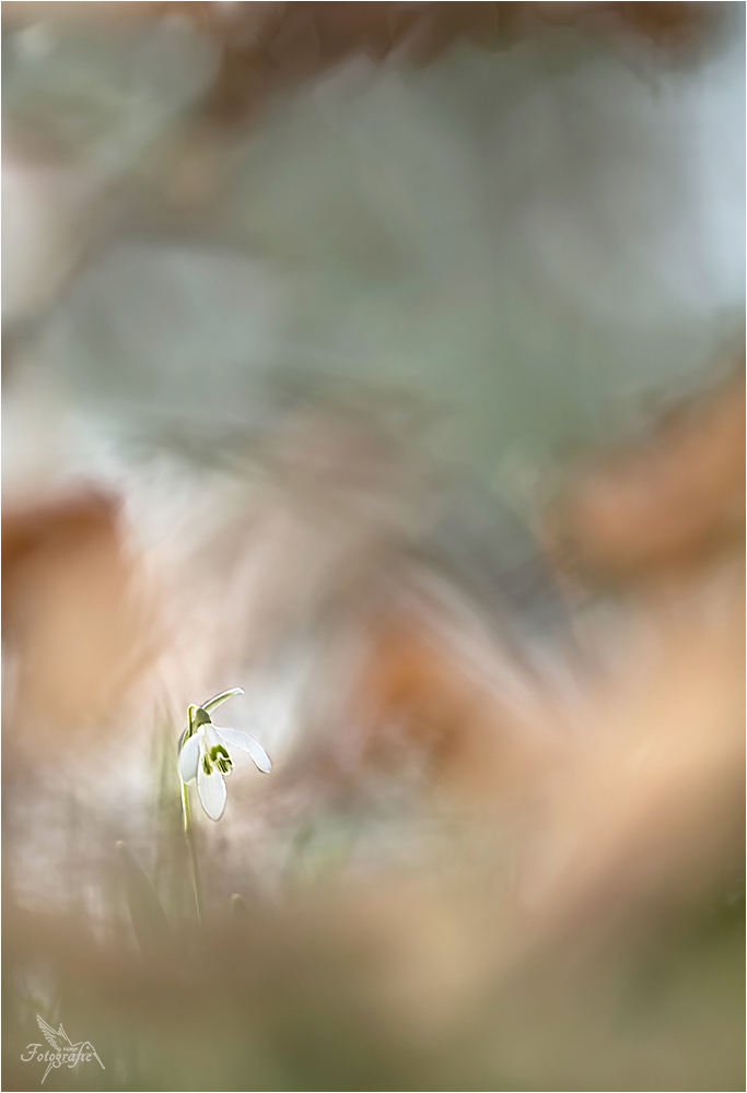 Ein Stück Frühling