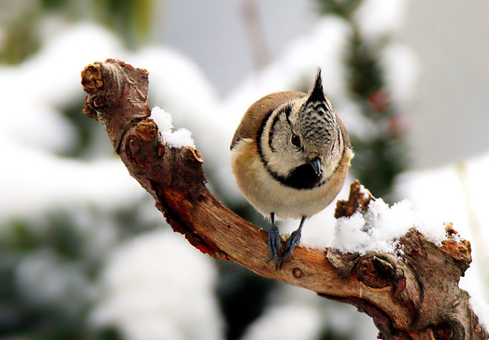 Haubenmeise im Winter