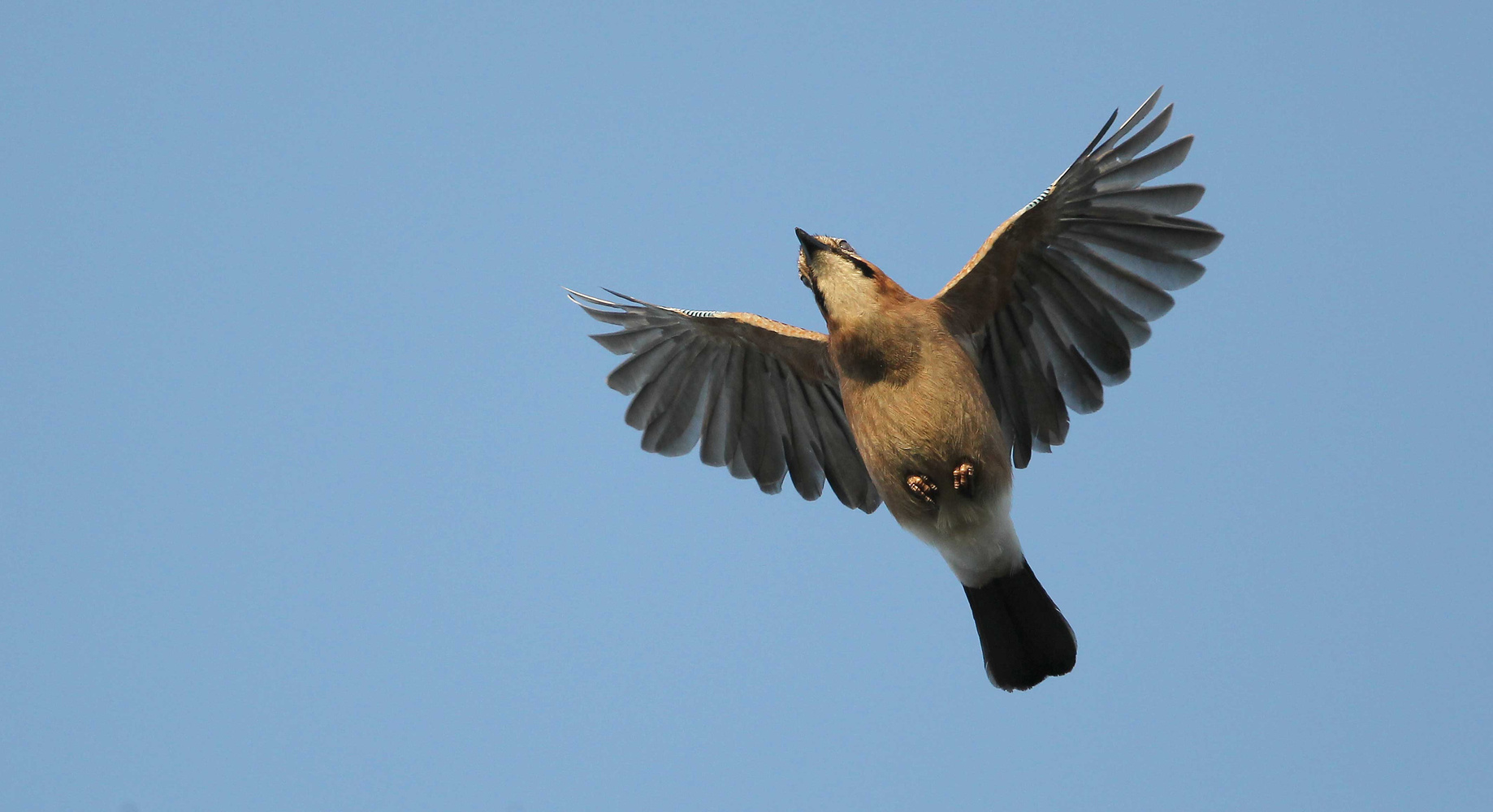 Eichelhäherflug