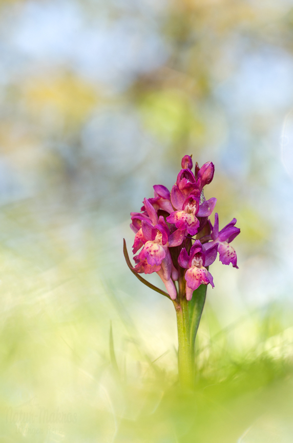 Dactylorhiza sambucina