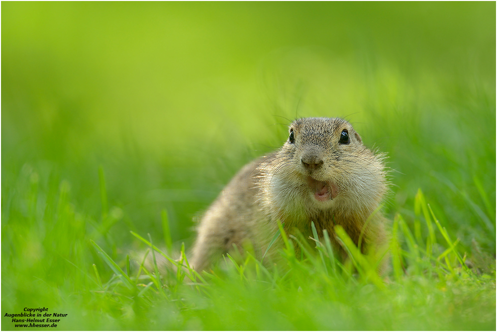 Europäisches Ziesel (Spermophilus citellus)