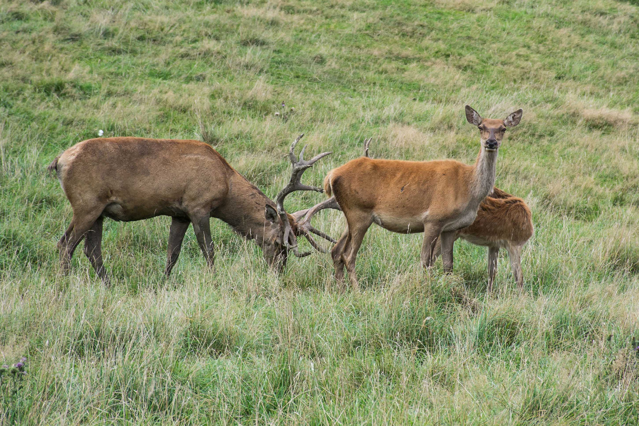 Kleine Familie