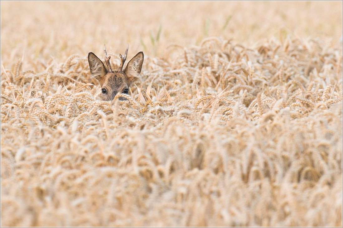 Genau im Blick...