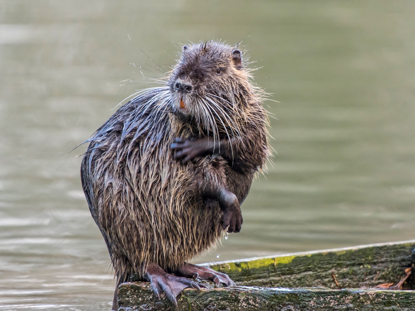 Waschtag