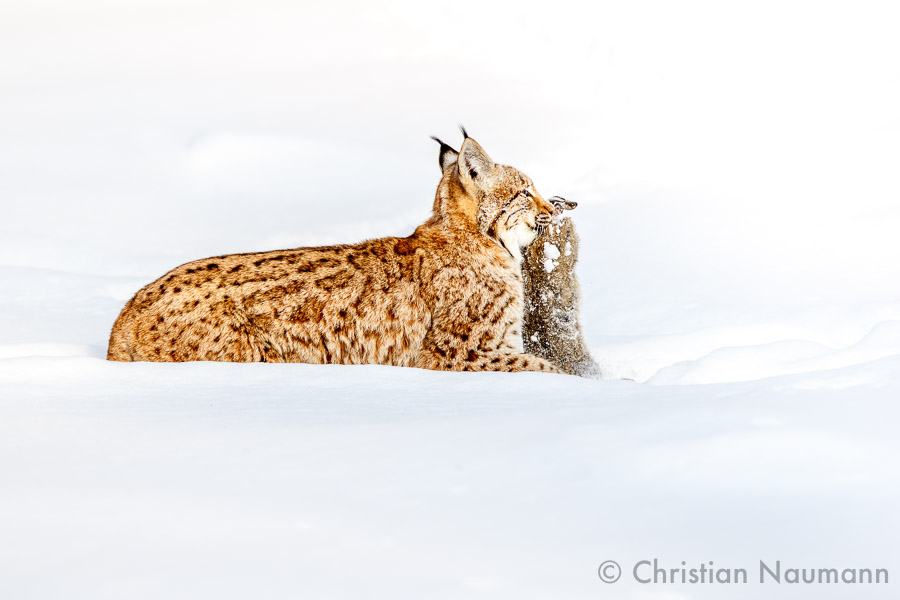 Junger Luchs mit einem Hasen als Beute