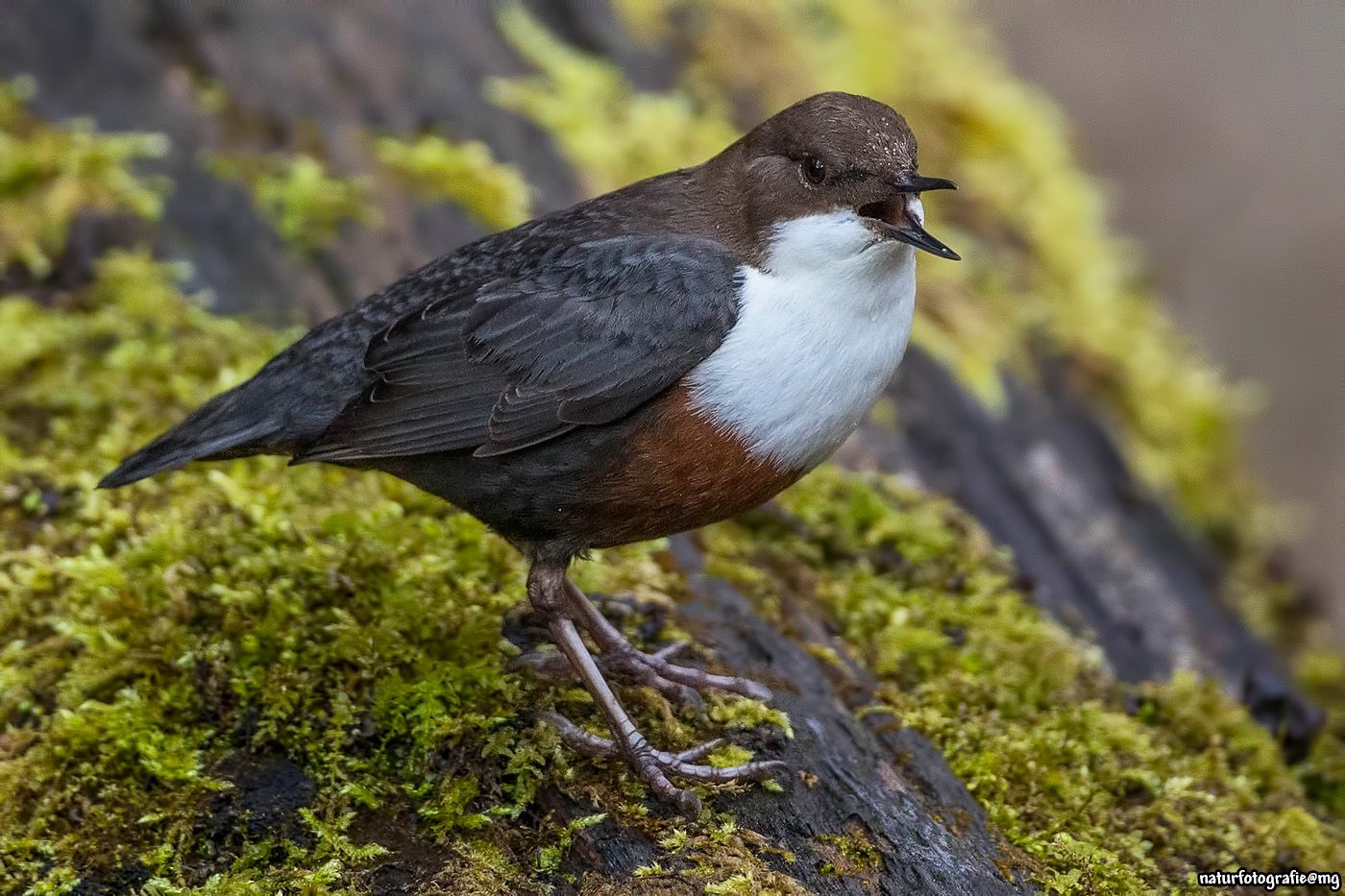Balzruf der Wasseramsel