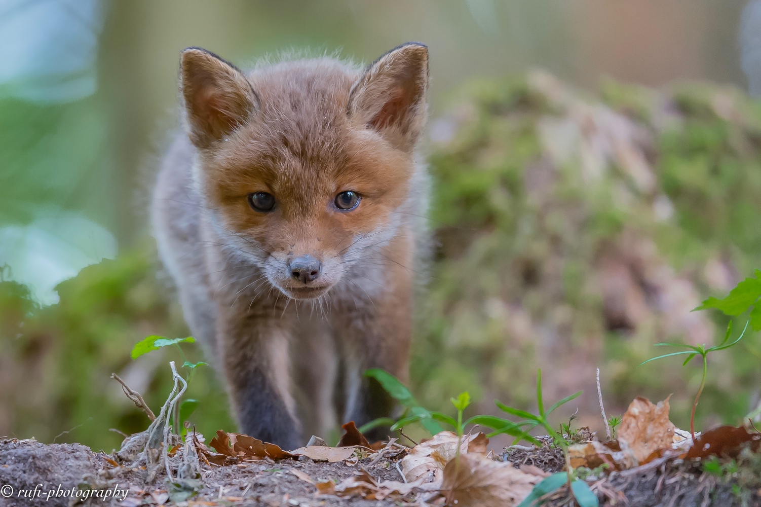 neugieriger Jungfuchs