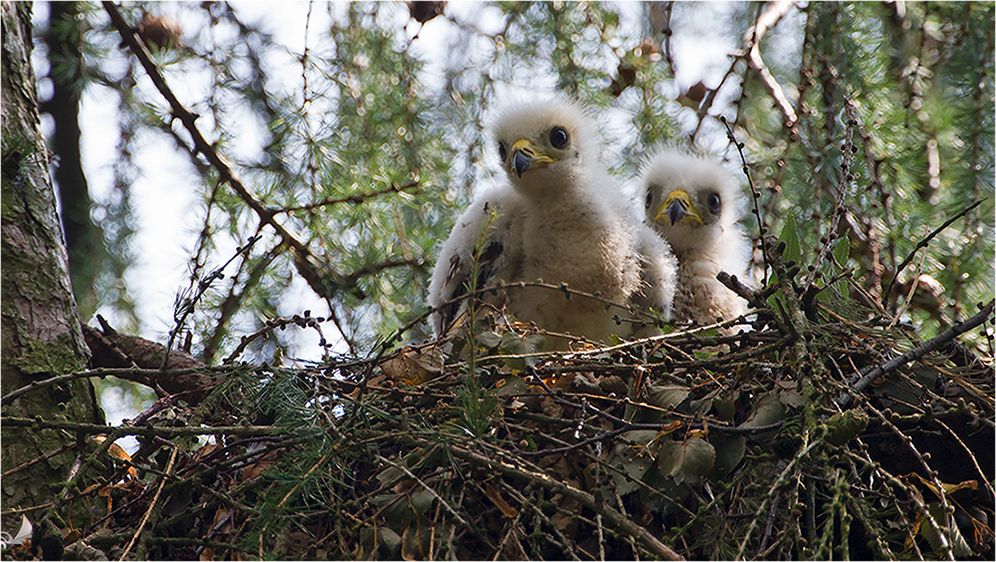 „Wespenbussard - Nestlinge“