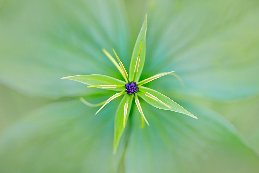 Turbine (Forum für Naturfotografen)