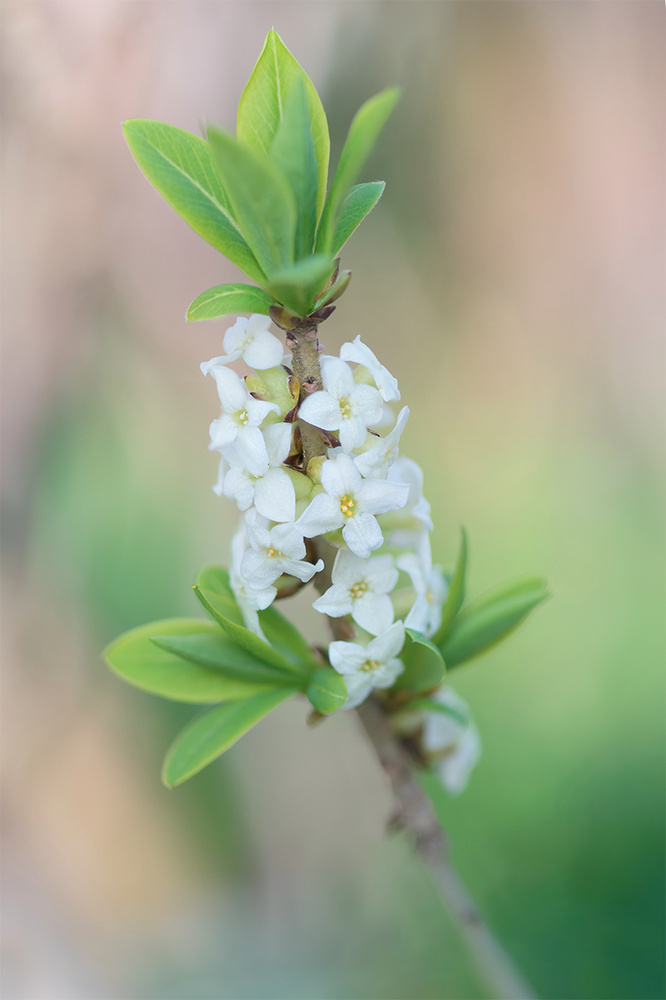 Daphne mezereum