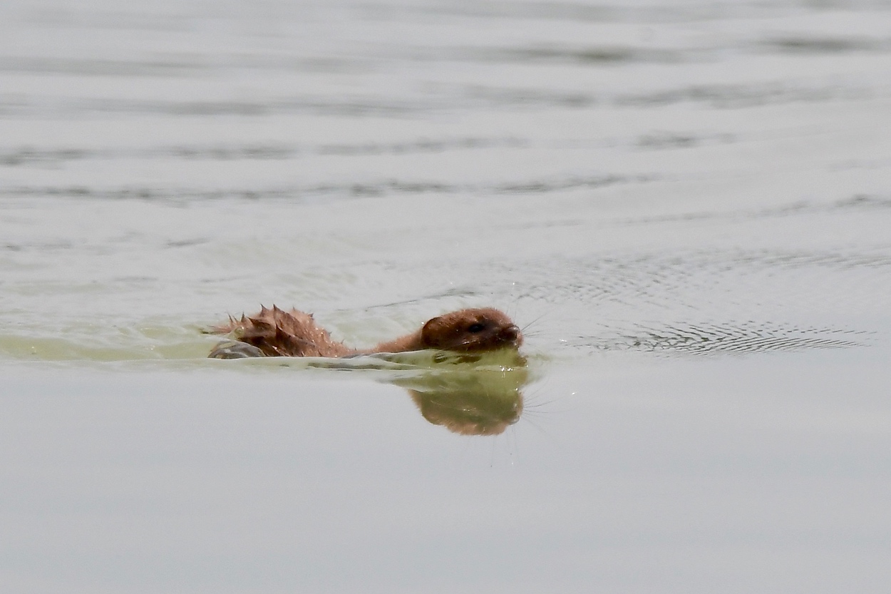 "Was schwimmt denn da ?"